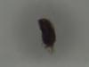 Hylaeus sinuatus
